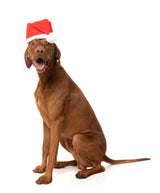 Santa Hat - Christmas Pet Accessory by FuzzYard