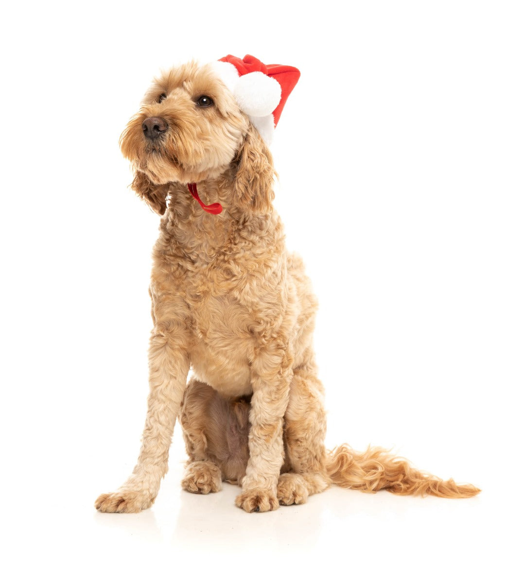Santa Hat - Christmas Pet Accessory by FuzzYard