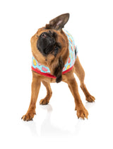 small dog wearing You Drive Me Glazy Wrap Vest for dogs by FuzzYard - For Donut Lovers!