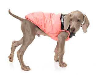 Pink Lightweight and waterproof puffer jacket on dog by FuzzYard