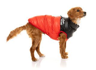 Red Lightweight and waterproof puffer jacket on dog by FuzzYard