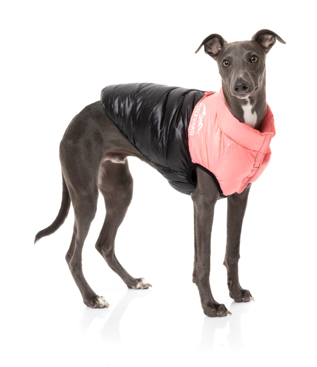Whippet wearing Pink East Harlem Puffer Jacket for dogs