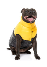 Staffy Wearing Yellow East Harlem Dog Puffer Jacket