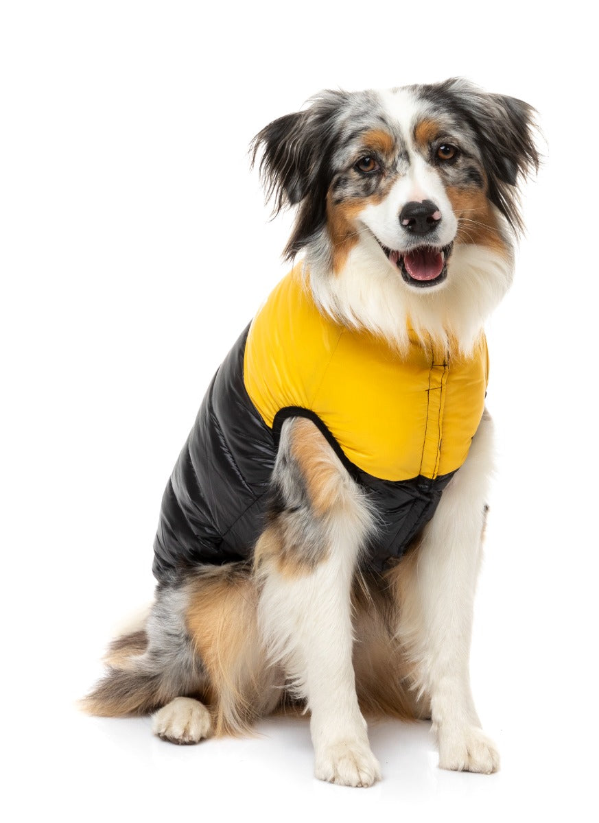 Collie Wearing Yellow East Harlem Dog Puffer Jacket