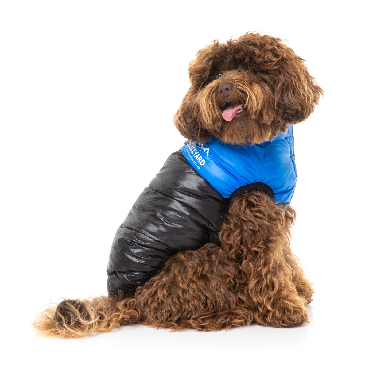 Cavoodle Wearing Blue East Harlem Dog Puffer Jacket
