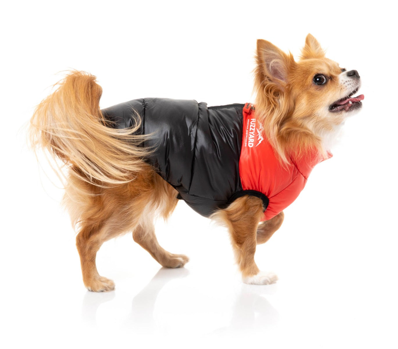 Chihuahua Wearing Red East Harlem Dog Puffer Jacket