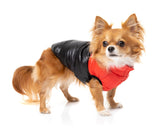 Chihuahua Wearing Red East Harlem Dog Puffer Jacket