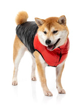 Shibu Wearing Red East Harlem Dog Puffer Jacket