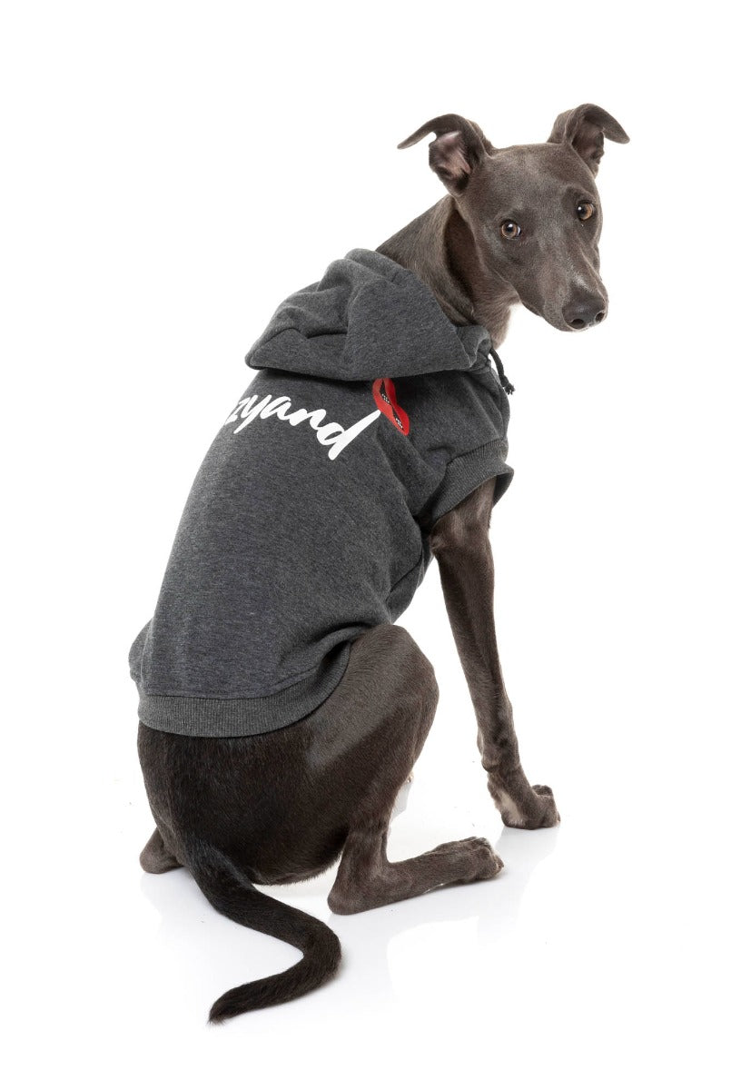 Whippet wearing grey heartbreaker hoodie for dogs