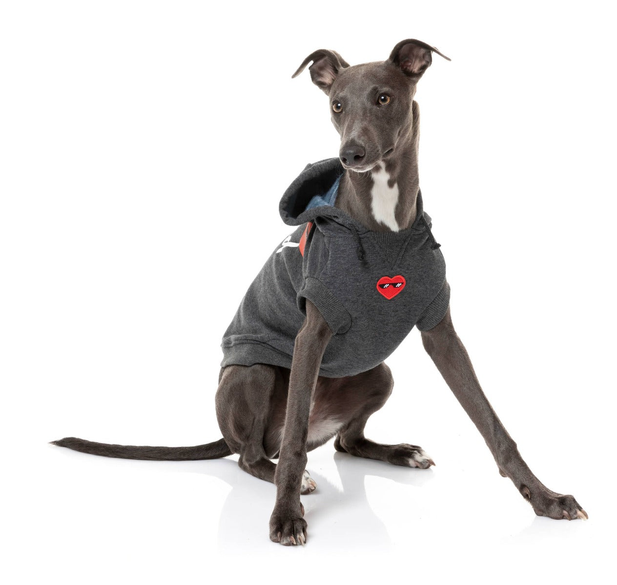 Whippet wearing grey heartbreaker hoodie for dogs