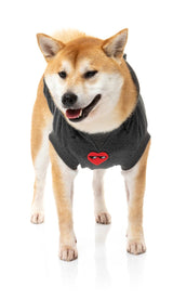 Shiba wearing grey heartbreaker hoodie for dogs