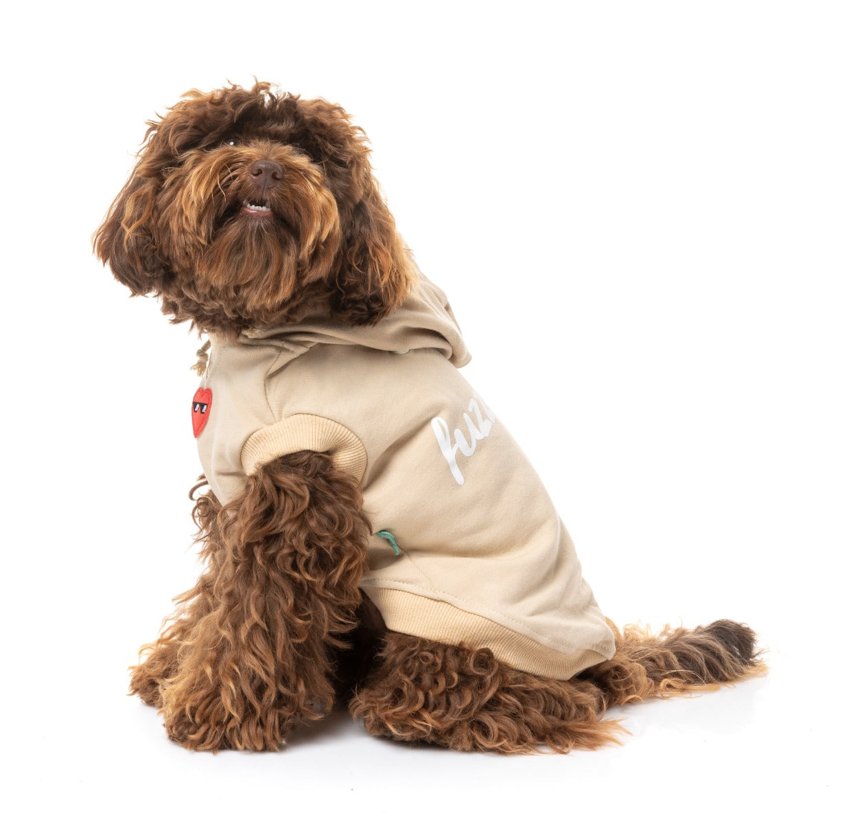 Cavoodle wearing beige heartbreaker hoodie for dogs