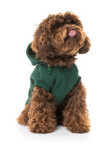 cavapoo wearing green yardsters hoodie for dogs