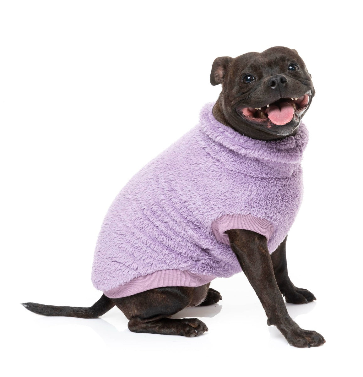 staffy dog wearing Purple Turtle Teddy Sweater For Dogs - By FuzzYard
