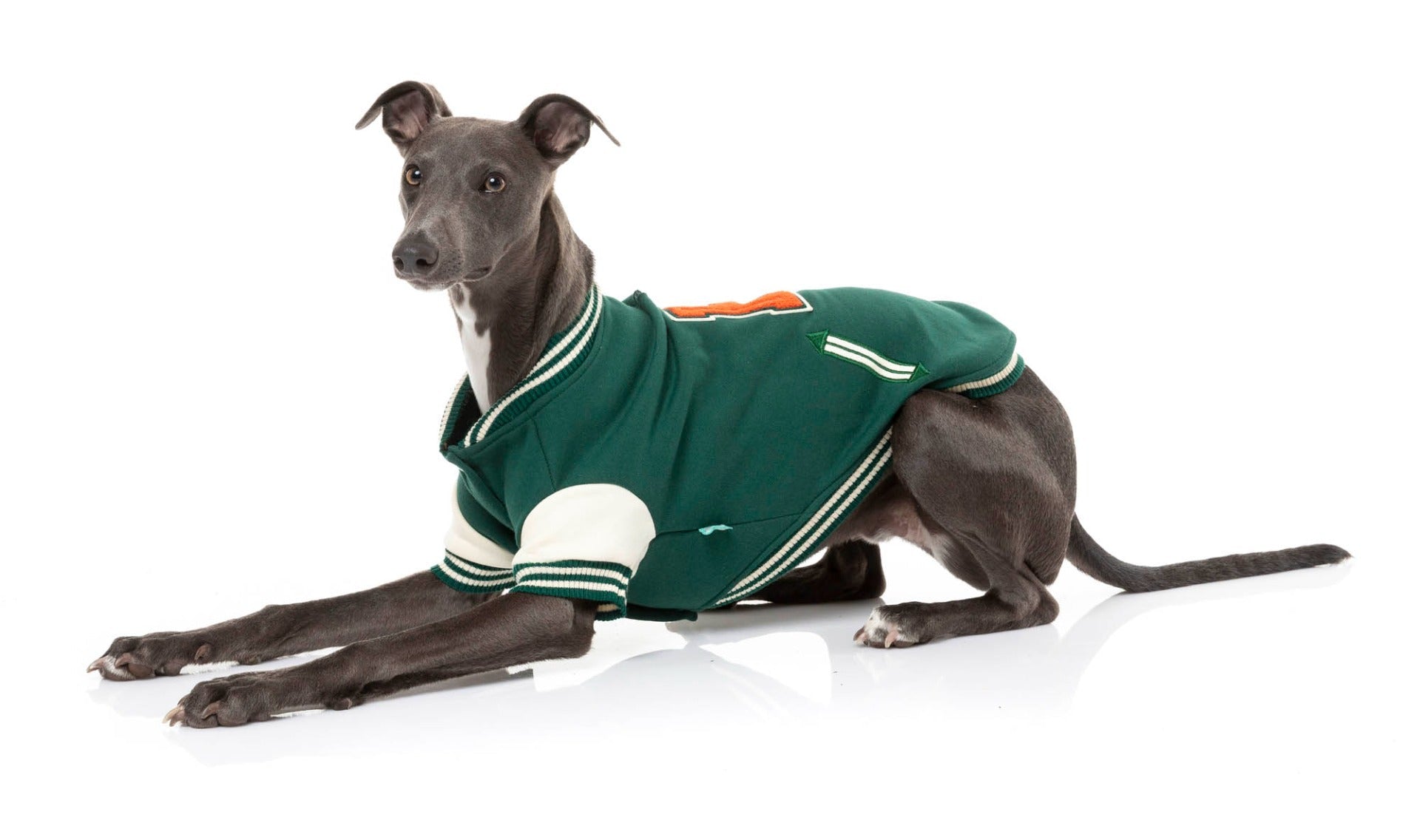 Medium dog wearing The Letterman Jacket in green