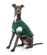 Whippet wearing The Letterman Jacket in green