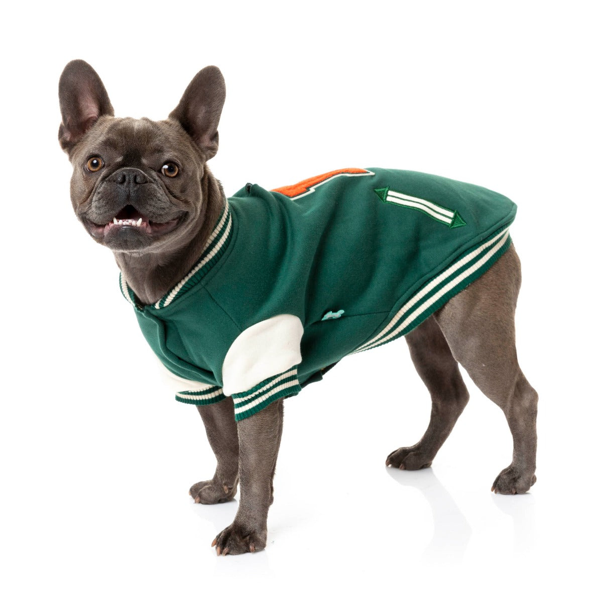 Frenchie wearing The Letterman Jacket in green