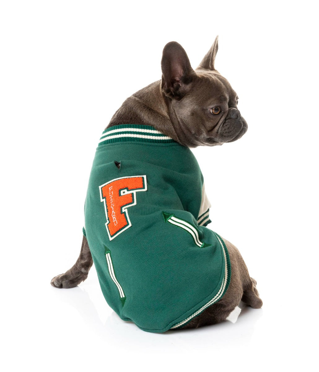 Frenchie wearing The Letterman Jacket in green