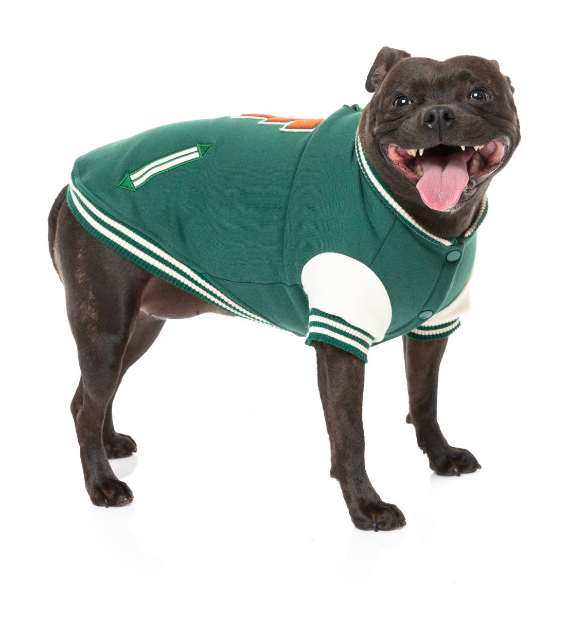 Staffy wearing The Letterman Jacket in green