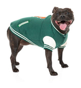 Staffy wearing The Letterman Jacket in green