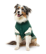 Medium dog wearing The Letterman Jacket in green