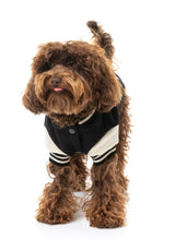 small dog wearing The Letterman Jacket in black