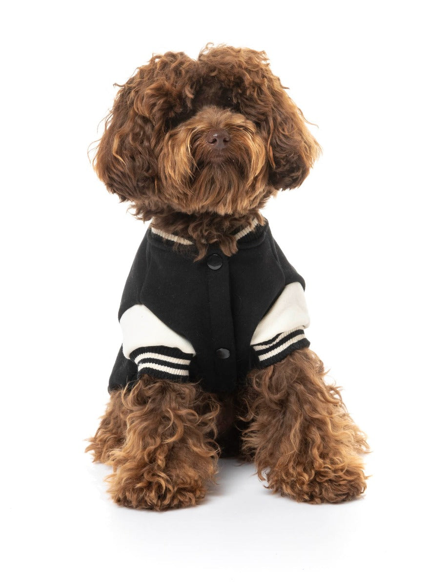 small dog wearing The Letterman Jacket in black