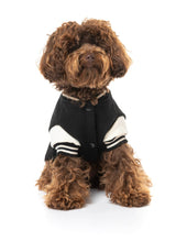 small dog wearing The Letterman Jacket in black