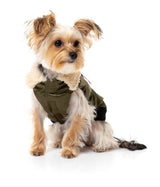 yorkie terrier wearing The Letterman Jacket For Dogs In Olive Green