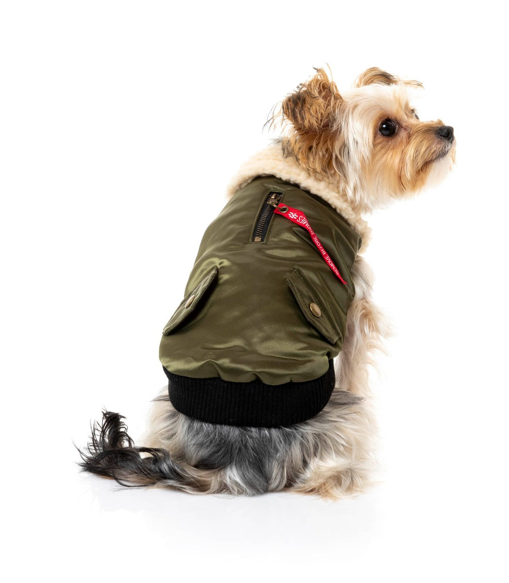 yorkie terrier wearing The Letterman Jacket For Dogs In Olive Green