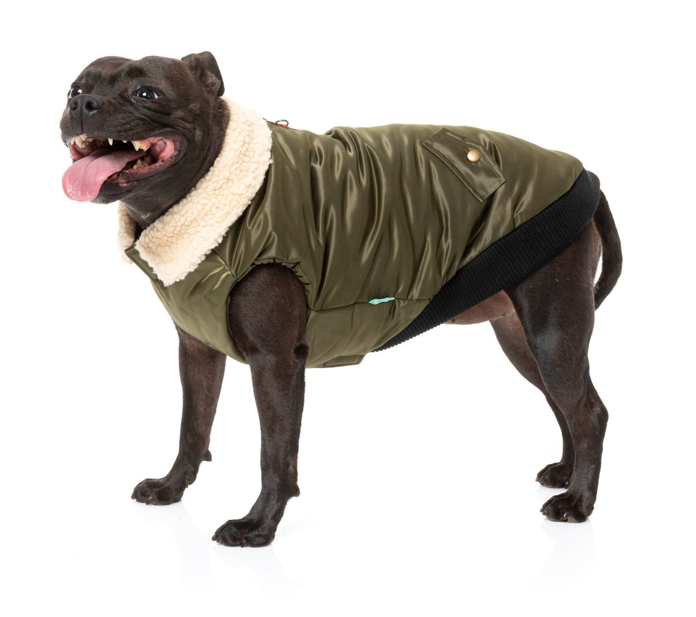 staffy wearing The Letterman Jacket For Dogs In Olive Green