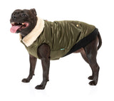 staffy wearing The Letterman Jacket For Dogs In Olive Green