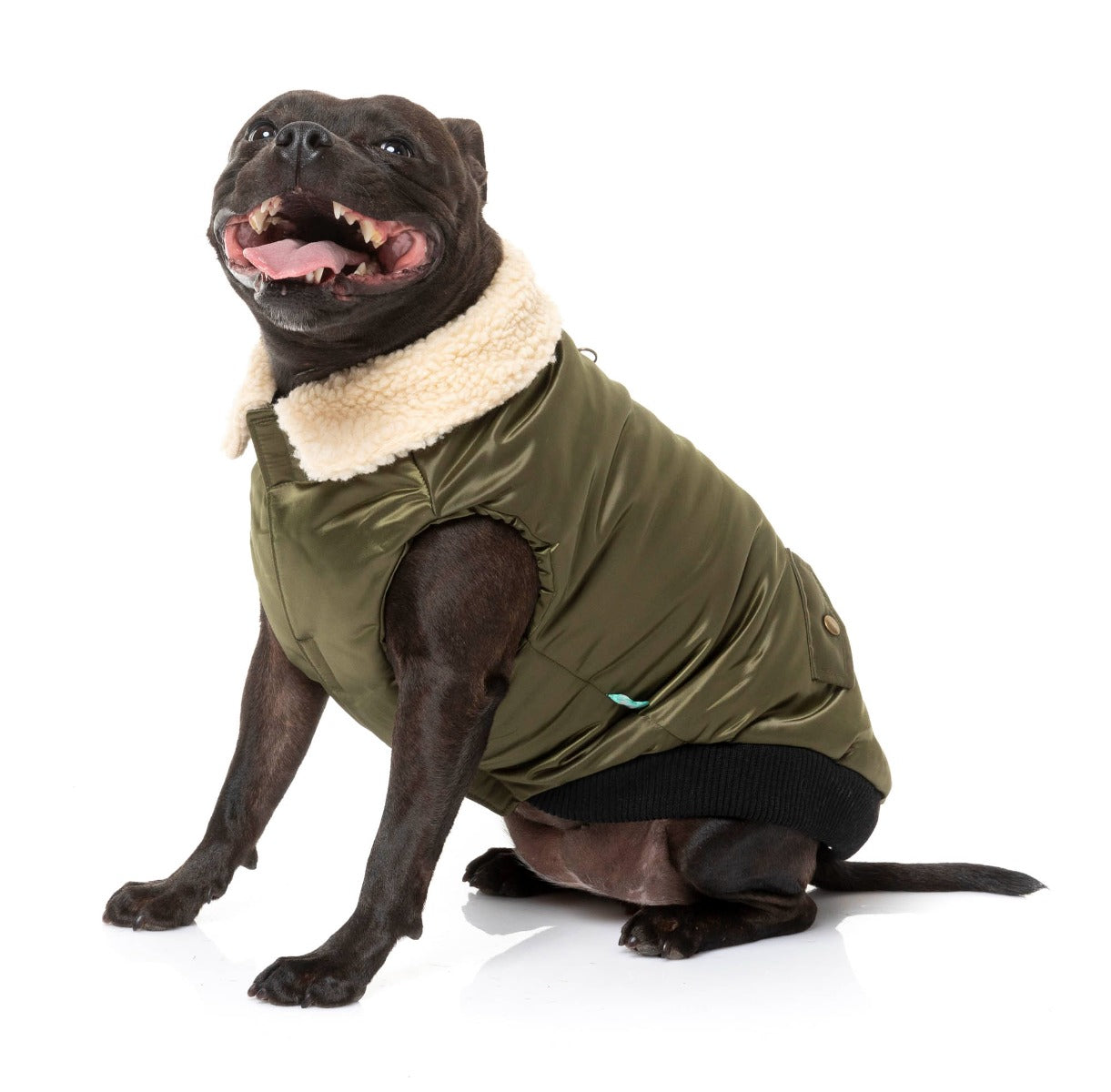 staffy wearing The Letterman Jacket For Dogs In Olive Green