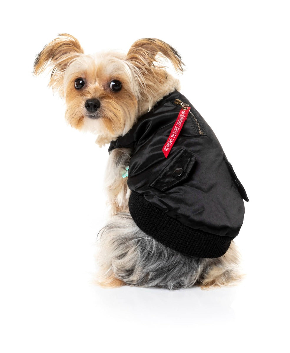 yorkie terrier wearing The Letterman Jacket For Dogs In black