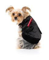 yorkie terrier wearing The Letterman Jacket For Dogs In black