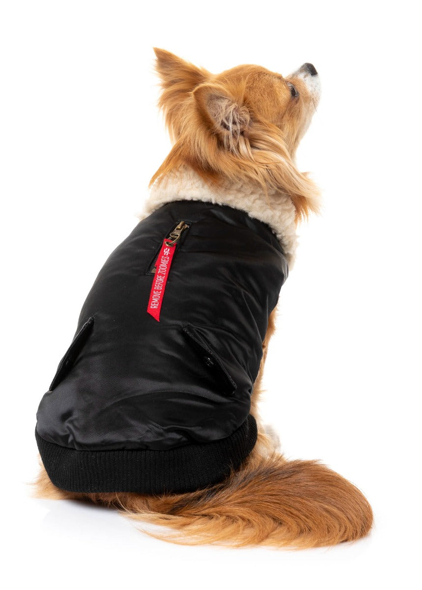 chihuahua wearing The Letterman Jacket For Dogs In black