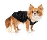 chihuahua wearing The Letterman Jacket For Dogs In black