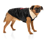 griffon wearing The Letterman Jacket For Dogs In black