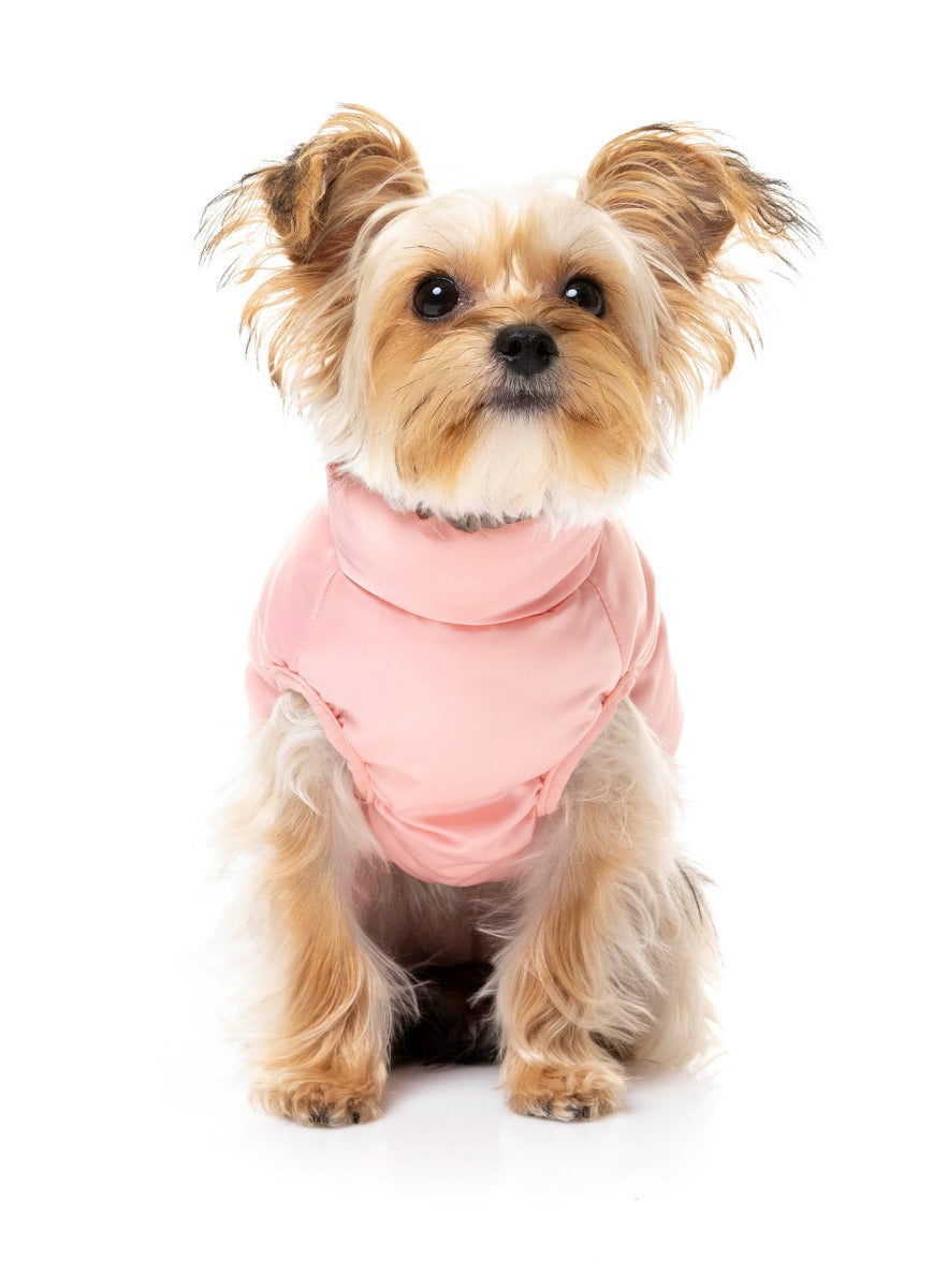 cute yorki wearing the eastcoast harness jacket for dogs