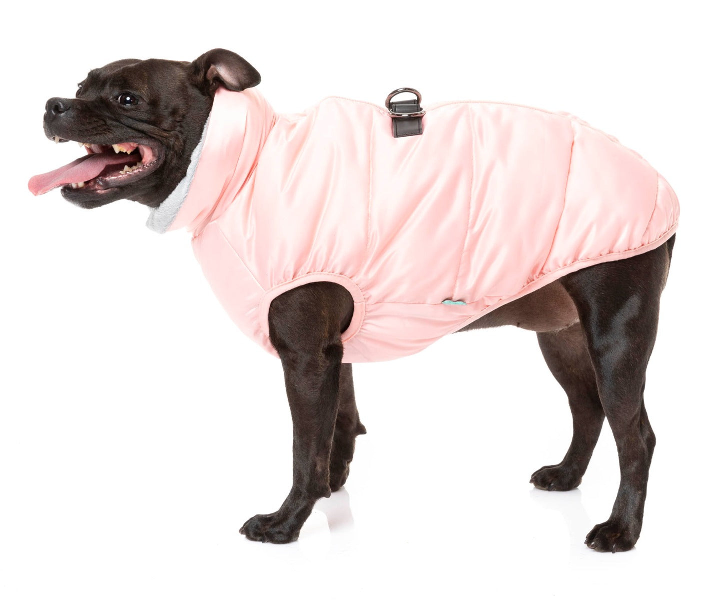 cute staffy wearing the eastcoast harness jacket for dogs