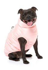 cute staffy wearing the eastcoast harness jacket for dogs