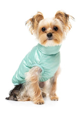 small dog wearing the eastcoast harness jacket in mint green