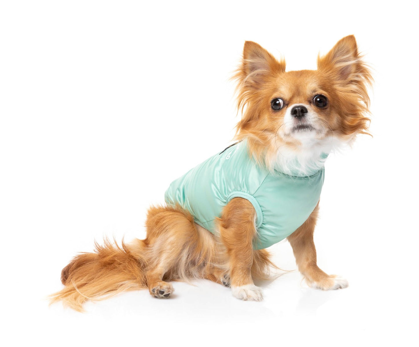 small dog wearing the eastcoast harness jacket in mint green