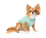 small dog wearing the eastcoast harness jacket in mint green