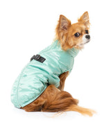 small dog wearing the eastcoast harness jacket in mint green