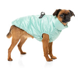 small dog wearing the eastcoast harness jacket in mint green
