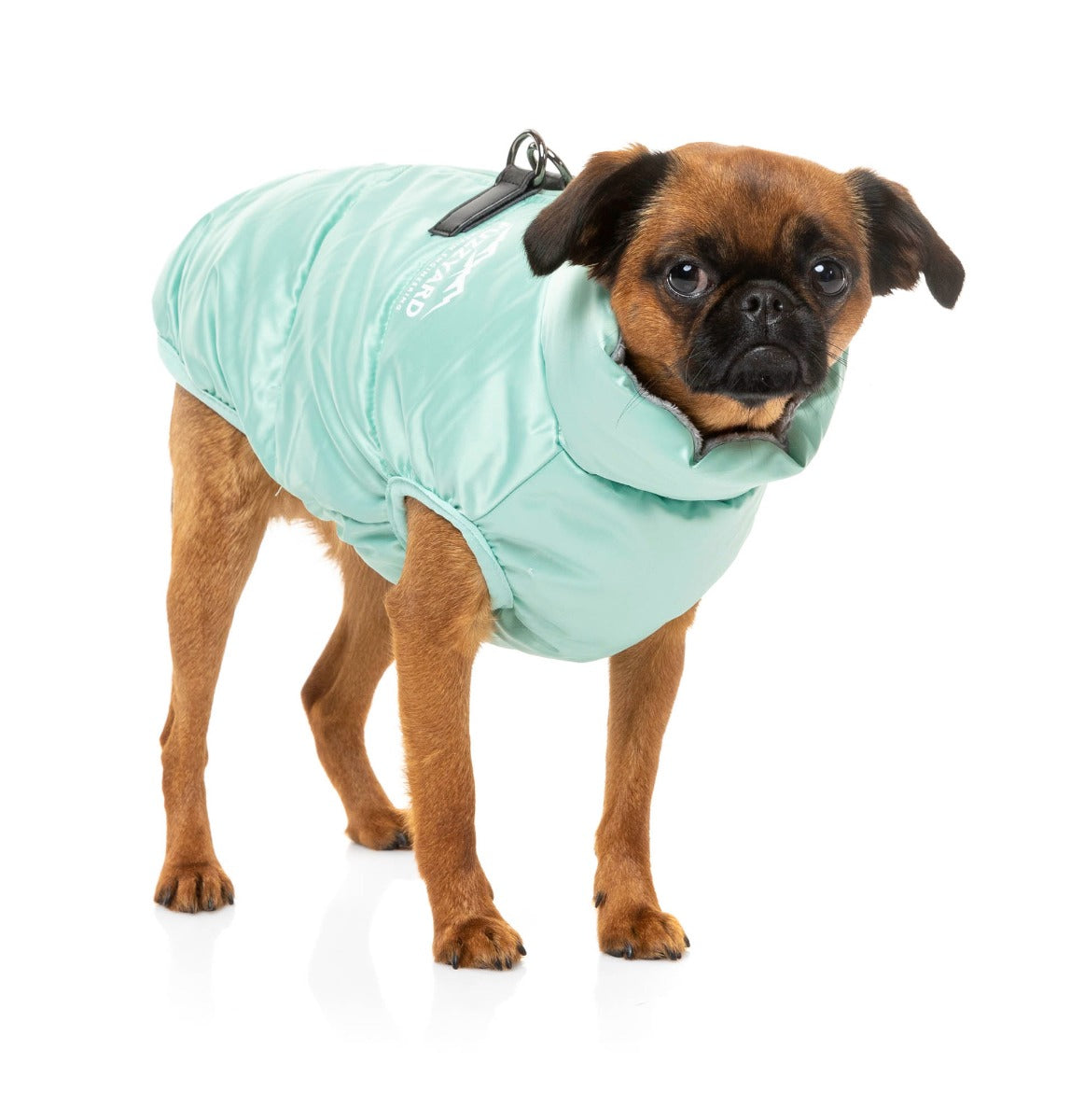 small dog wearing the eastcoast harness jacket in mint green