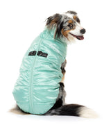 small dog wearing the eastcoast harness jacket in mint green