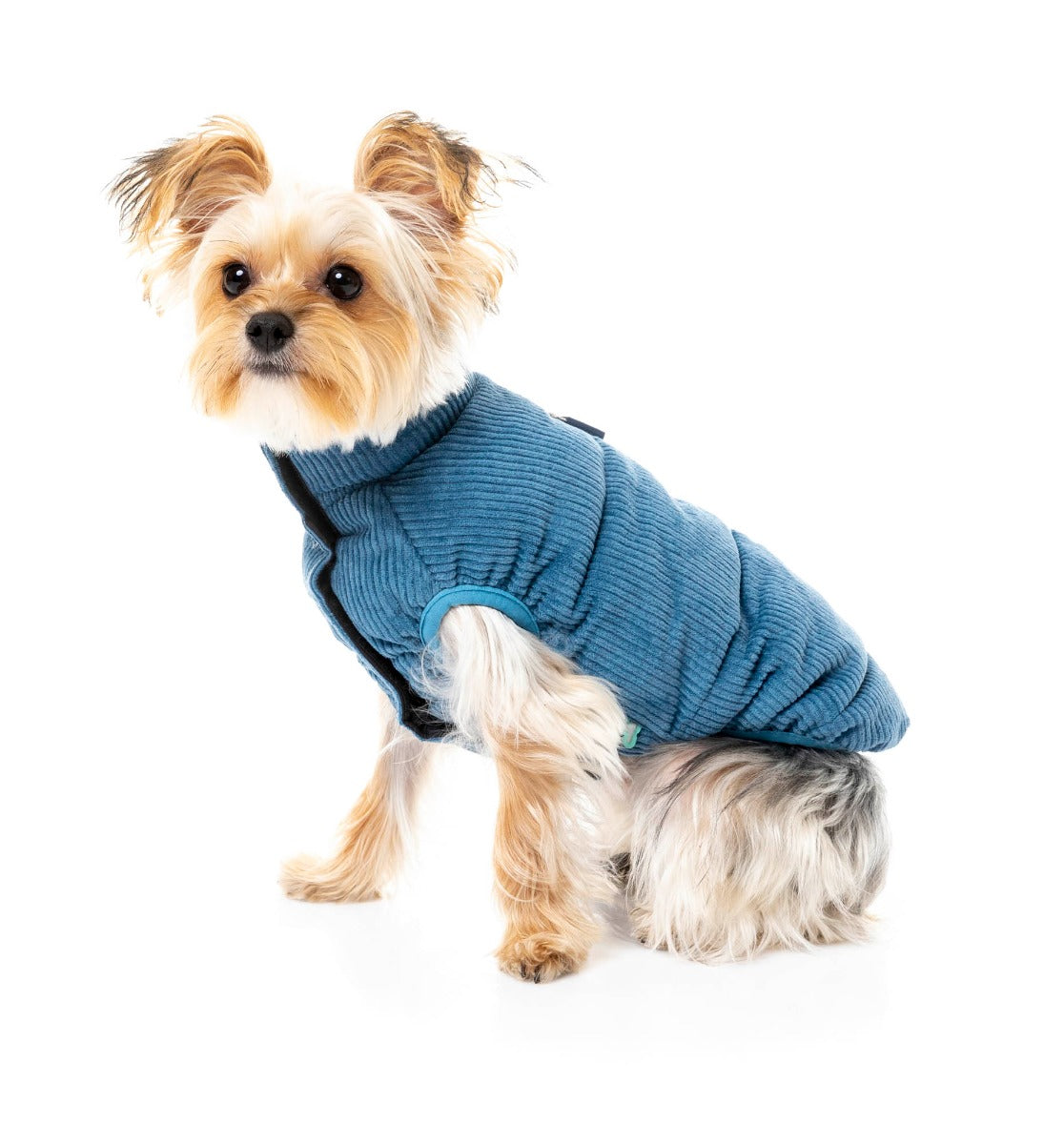 small dog wearing the Mosman puffer Jacket In washed blue