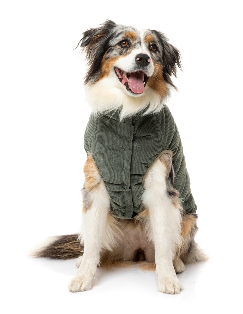 shibu wearing the Mosman Puffer Jacket In Khaki for dogs by FuzzYard